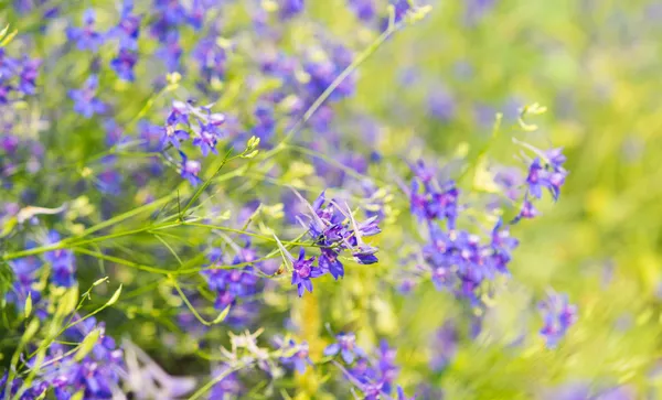 Prado flores de milho azuis — Fotografia de Stock
