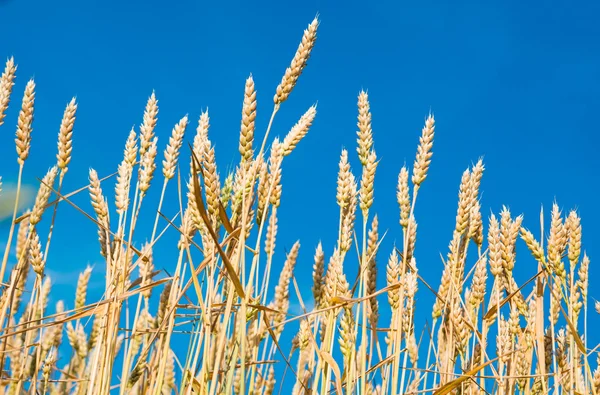 Ripe wheat — Stock Photo, Image