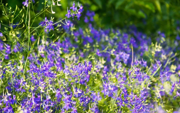 Meadow blue cornflowers — Stock Photo, Image