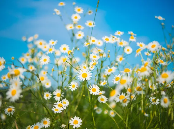 Daisy ängsmark — Stockfoto