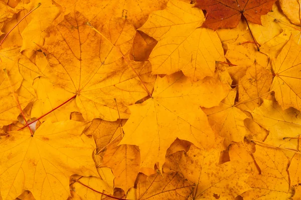 Red and yellow decorative maple leafs — Stock Photo, Image