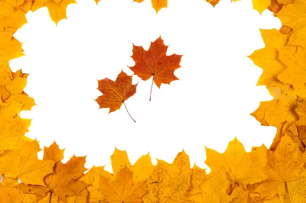 Rood en geel decoratieve maple leafs — Stockfoto