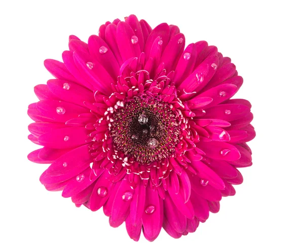 Pink gerbera — Stock Photo, Image