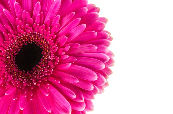 Růžová gerbera — Stock fotografie