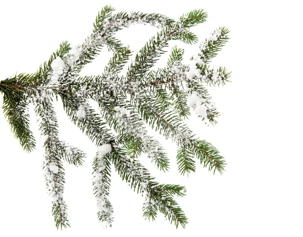 Spruce branch with snow — Stock Photo, Image