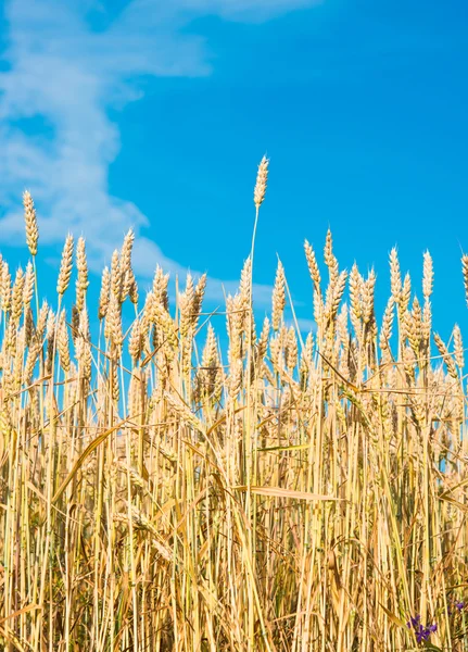 Ripe wheat Royalty Free Stock Photos