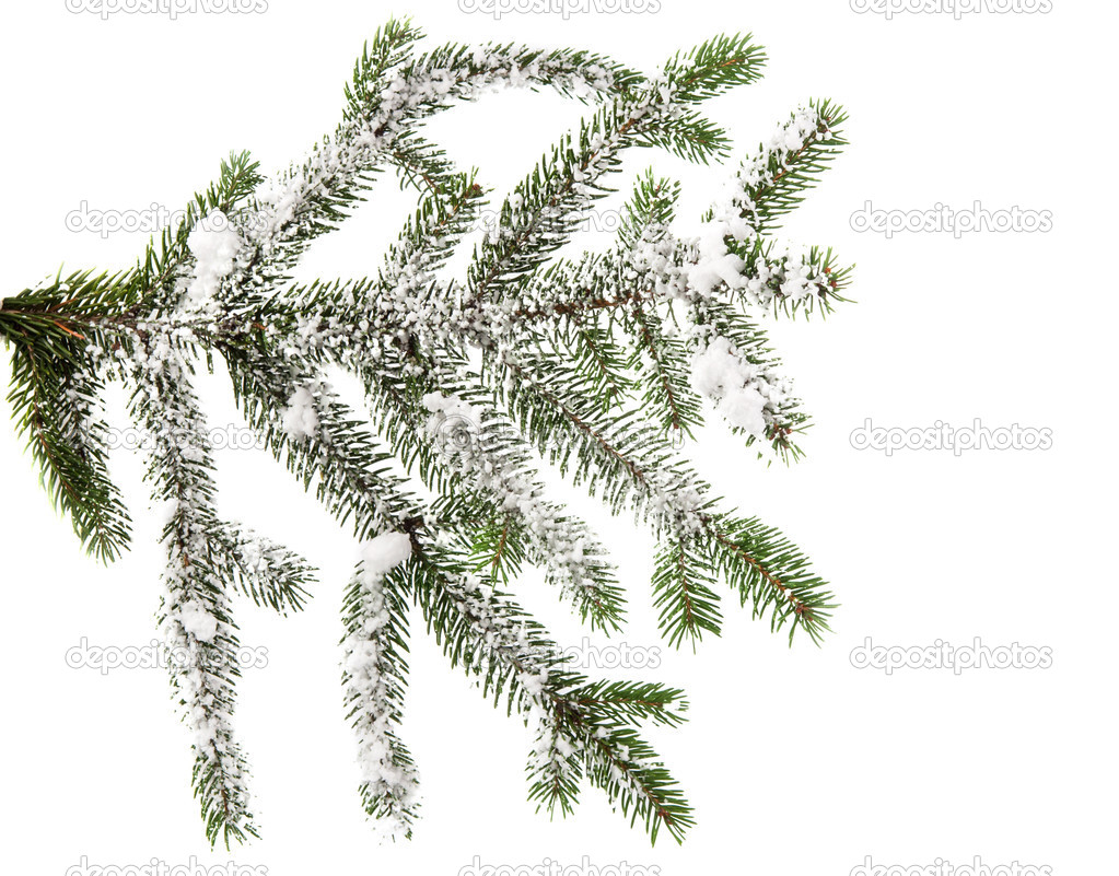 spruce branch with snow