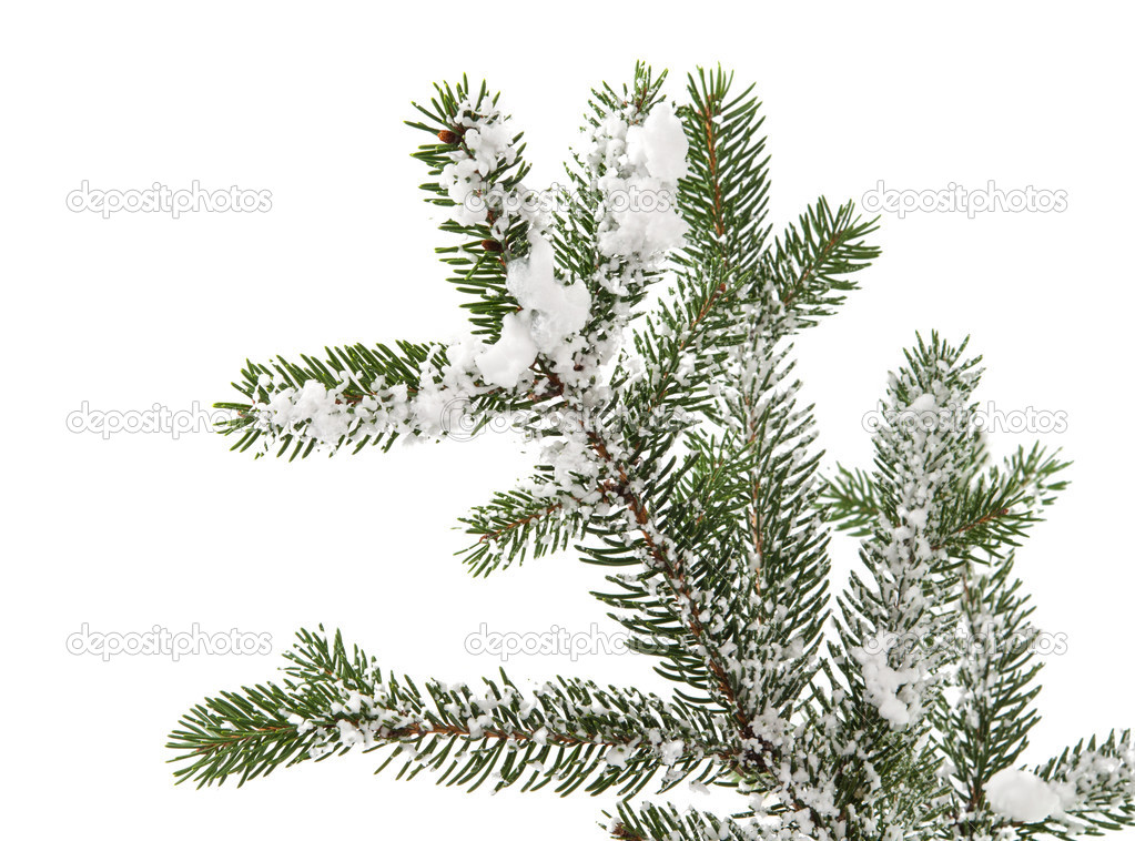 spruce branch with snow
