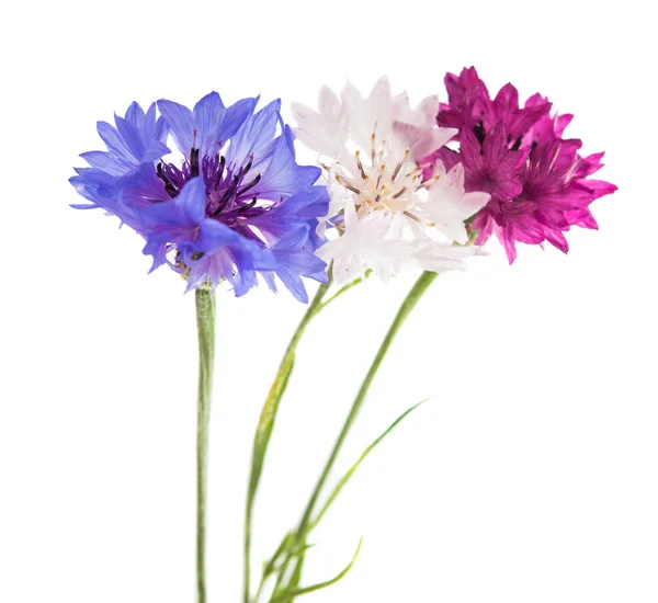 Flowers cornflowers — Stock Photo, Image