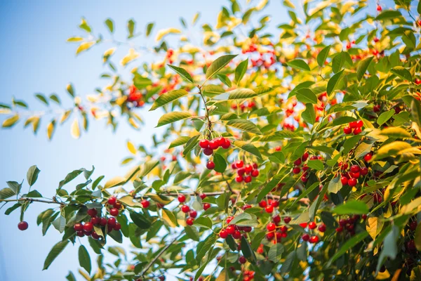 Cherry branch with berries — Stock Photo, Image