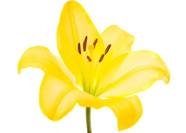 Yellow lily — Stock Photo, Image