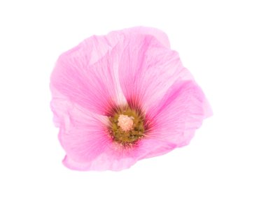 pembe ebegümeci çiçeği