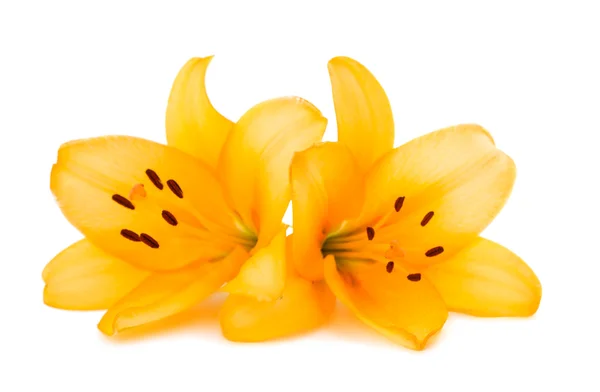 Žlutá lilie — Stock fotografie