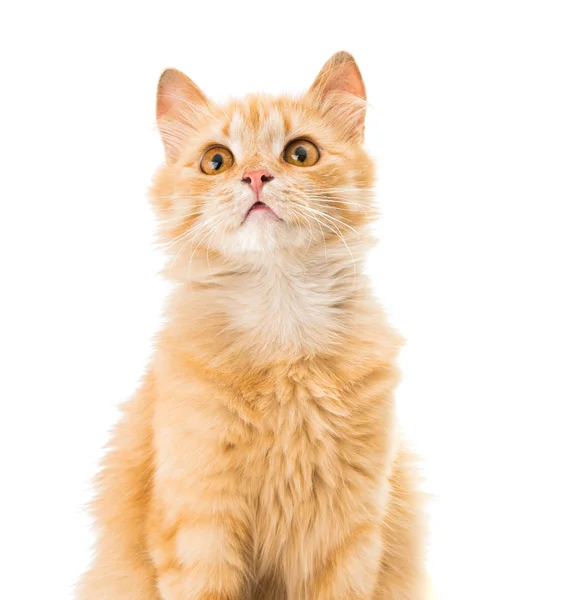 Cat isolated — Stock Photo, Image