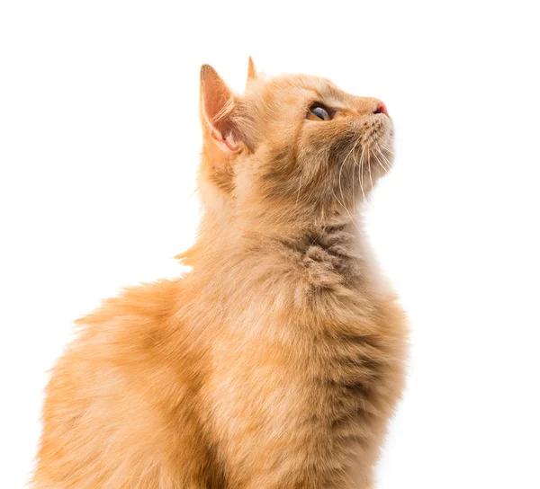 Isolerad katt — Stockfoto