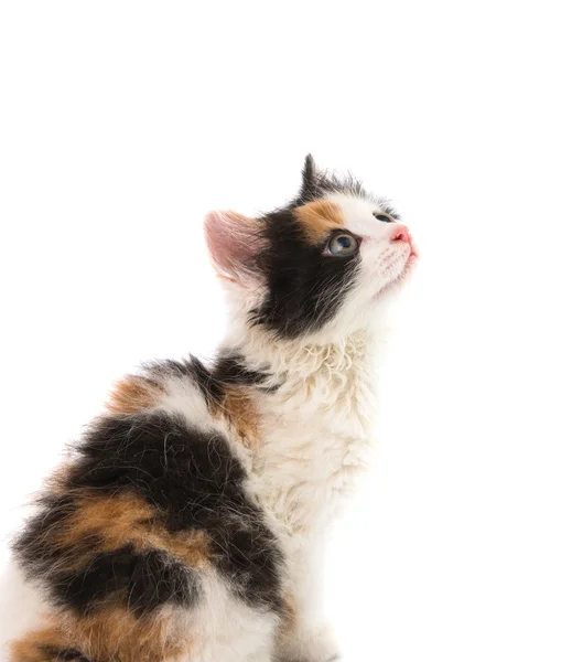 Pequeño gatito — Foto de Stock