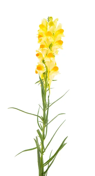 Butter and Eggs Linaria vulgaris — Stock Photo, Image