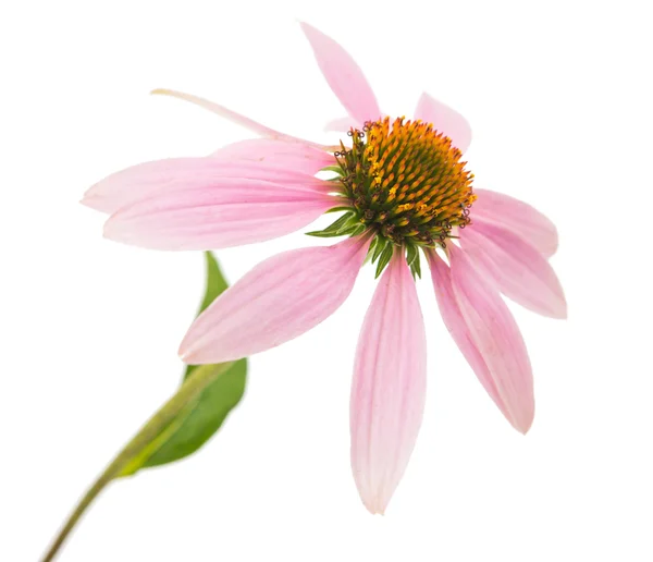 Echinacea λουλούδι — Φωτογραφία Αρχείου