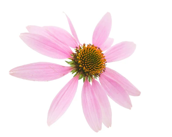 Blomst av echinacea – stockfoto