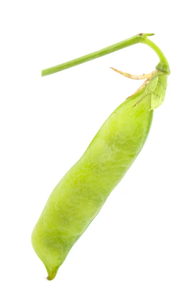 Groene erwt pod — Stockfoto