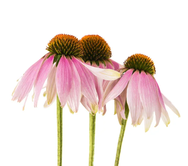 Echinacea-Blüte — Stockfoto