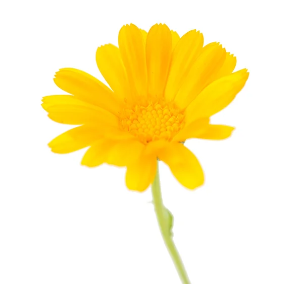 Yellow gerbera — Stock Photo, Image