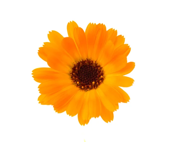 Marigold flowers — Stock Photo, Image