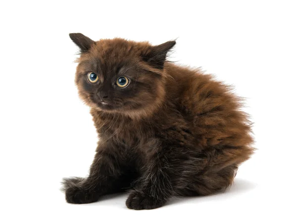 Чёрный котёнок — стоковое фото