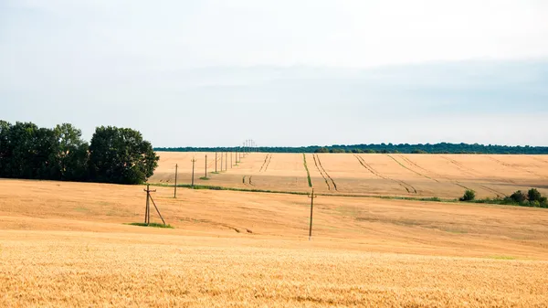 Wheat field — Stock Photo, Image