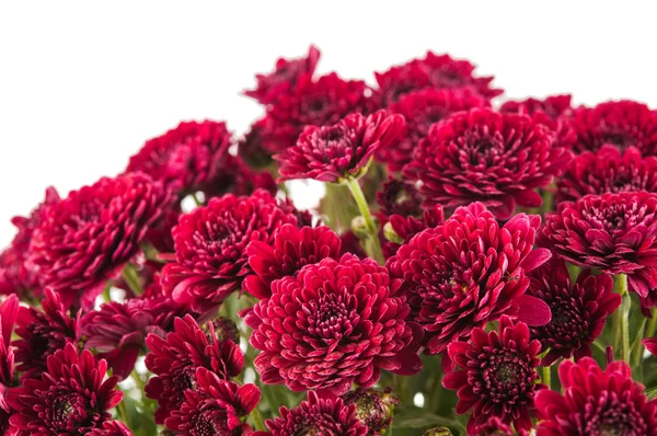 Belle fleur de chrysanthème magenta — Photo