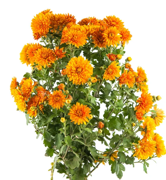 Chrysanthemen — Stockfoto