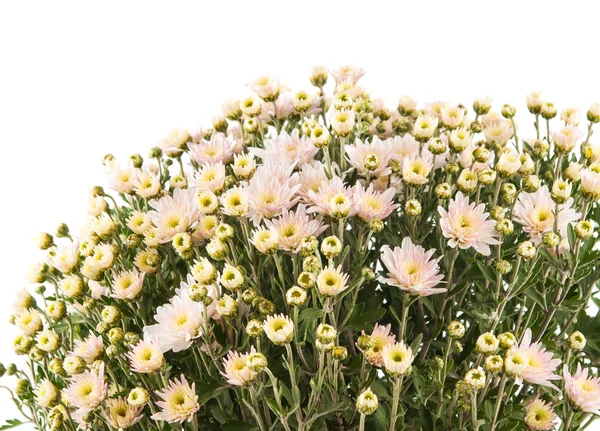 Chrysanthemum isolated — Stock Photo, Image