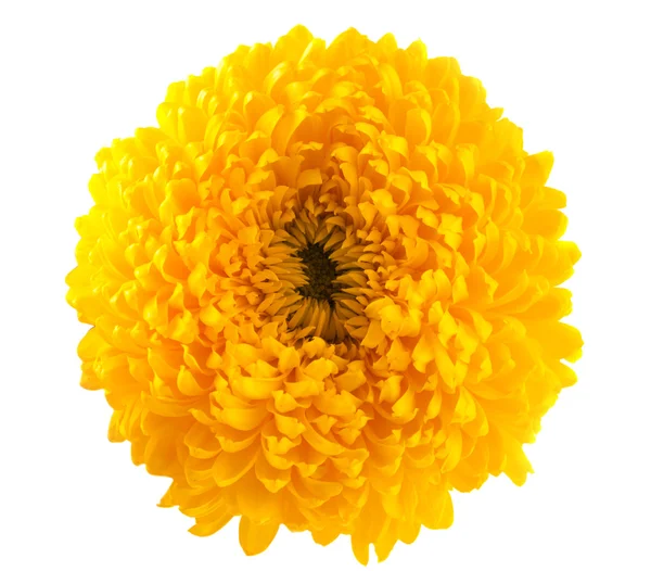 Crisantemo amarillo — Foto de Stock