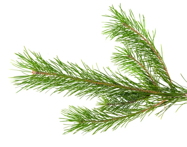 Pine branch — Stock Photo, Image