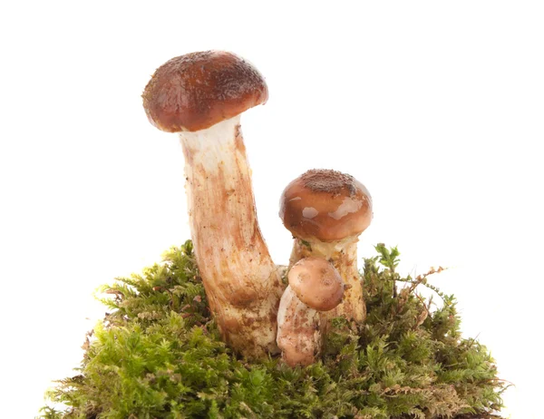 Funghi sul muschio — Foto Stock