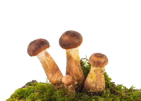 Mushrooms on moss — Stock Photo, Image