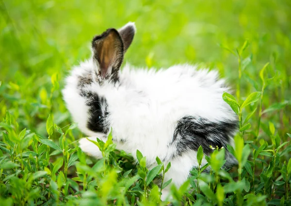 Kleines Kaninchen — Stockfoto