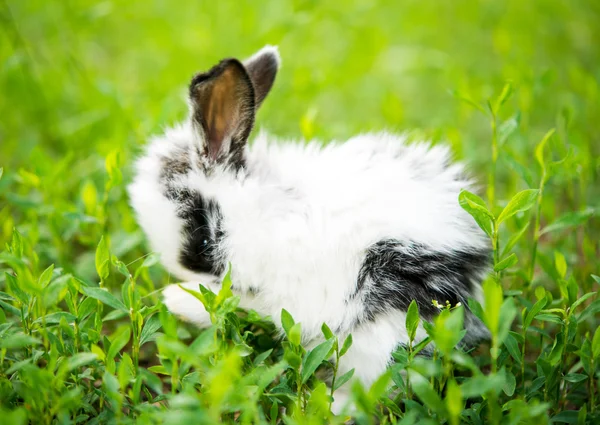 Pequeño conejo —  Fotos de Stock