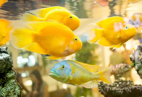 Pescado — Foto de Stock