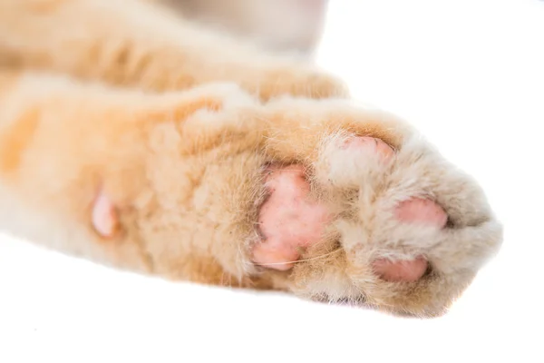 Cat paw isolated — Stock Photo, Image