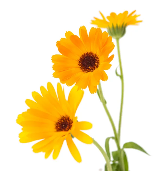 Marigold flowers — Stock Photo, Image