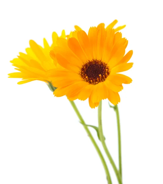 Marigold flowers — Stock Photo, Image