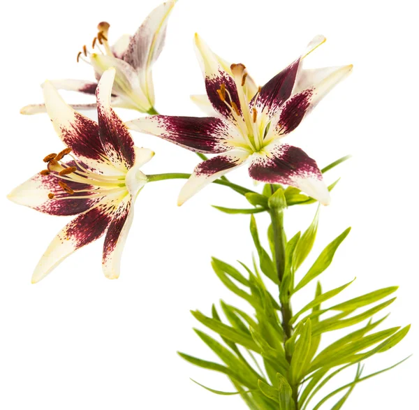 Lily — Stok fotoğraf