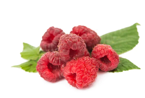 Raspberry isolated — Stock Photo, Image