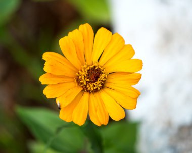 Puente de madera para bicicletas