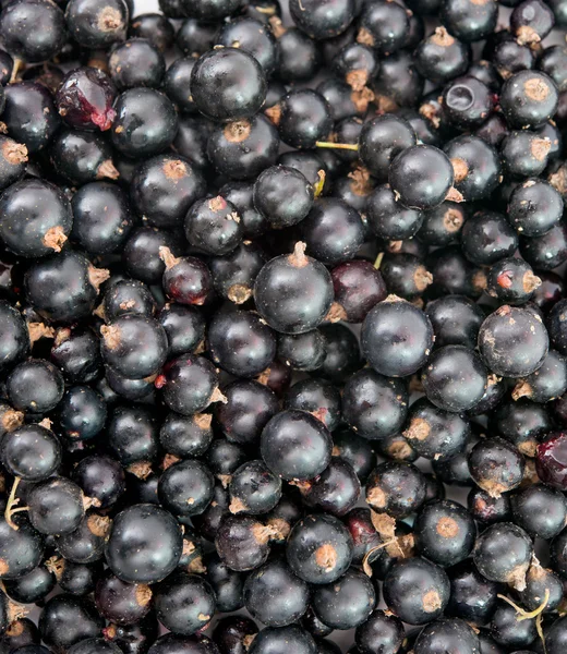 Haufen schwarzer Johannisbeeren. — Stockfoto