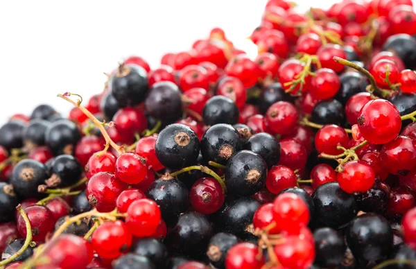 Grosella negra y roja aislada — Foto de Stock