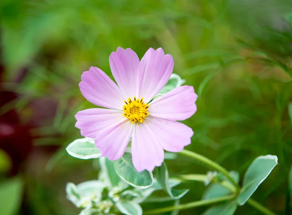 Kosmos blomma — Stockfoto