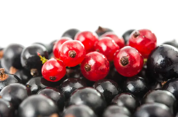 Black and red currant isolated — Stock Photo, Image