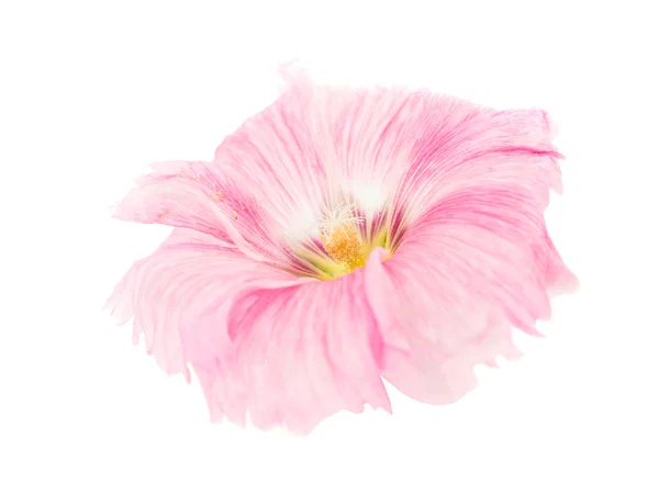 Pembe ebegümeci çiçeği — Stok fotoğraf